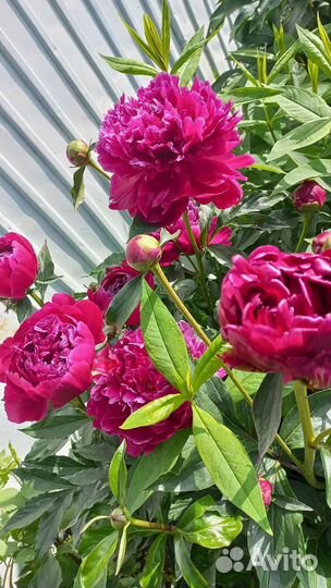 Пионы саженцы