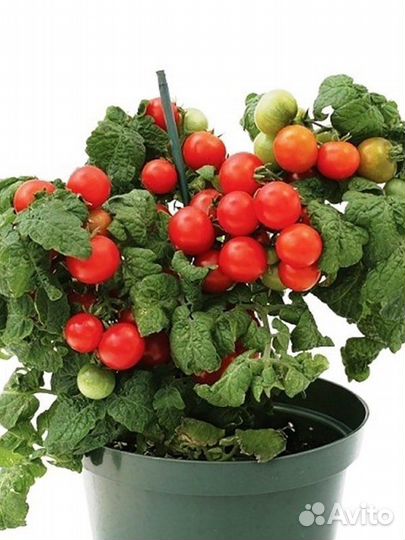 Томат комнатный Пиноккио (семена, рассада)