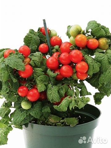 Томат комнатный Пиноккио (семена, рассада)