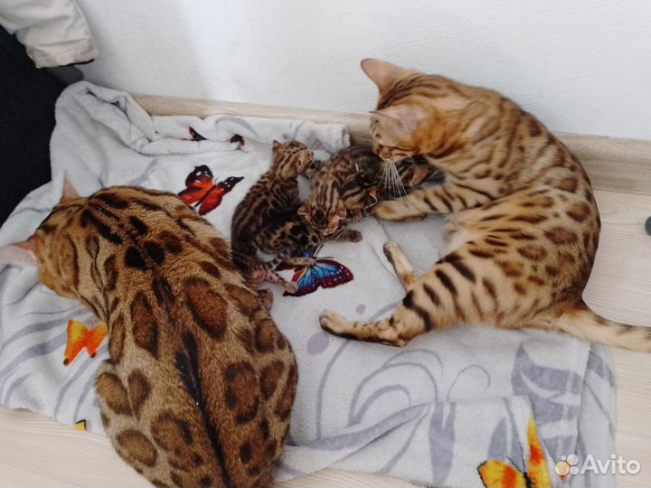 Бенгальские котята