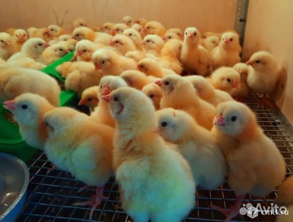Цыплята бройлер