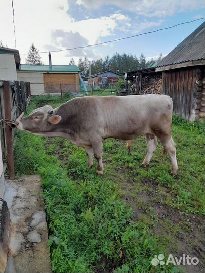 Костромской бычок