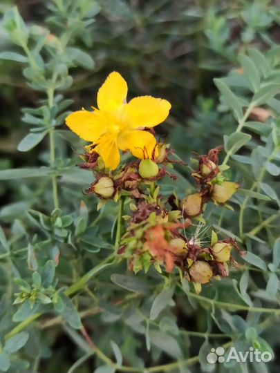 Масло зверобоя, солнечное зверобойное