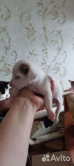 Маленькие собаки