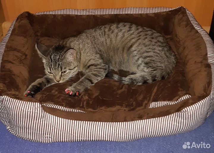 Кошечка в добрые руки