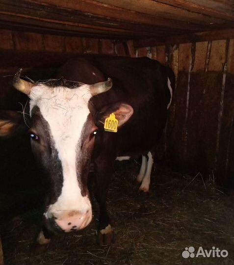 Коровы дойные. Мясников прошу не звонить