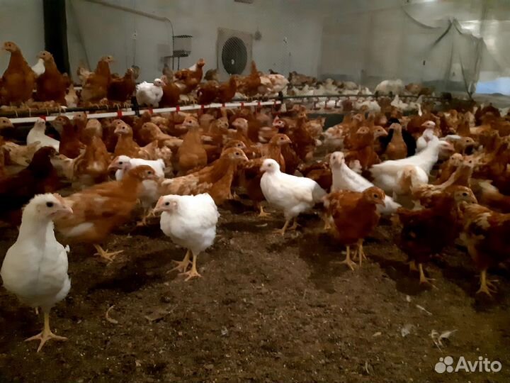 Продажа курей, утят, гусят и яйца оптом и розница