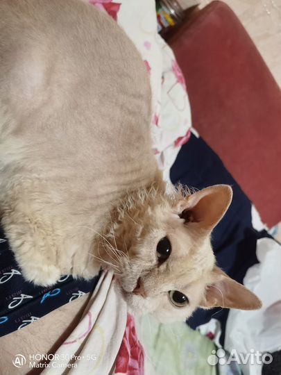 Отдам кота, в добрые руки