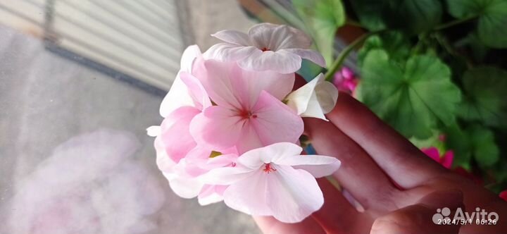 Пеларгонии, герани разных сортов (есть вьющиеся )