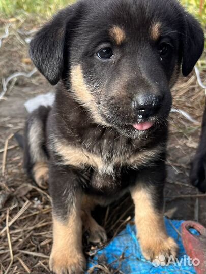 Щенок помесь лабрадора