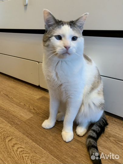 Кот, кисуля, кися-муся в добрые руки