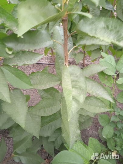 Саженцы плодовых деревьев