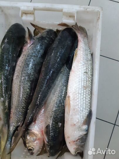Рыба свежая сарган барабуля ставрида