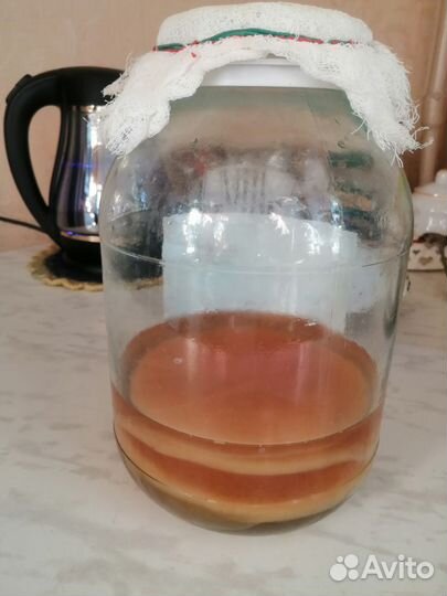 Гриб Чайный