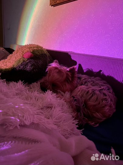 Передержка собак маленьких пород