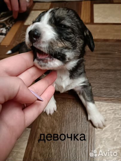 Щенки метисы