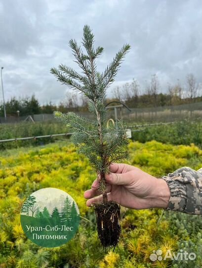 Зкс и окс Сосна Ель Лиственница сеянцы Голуб горн
