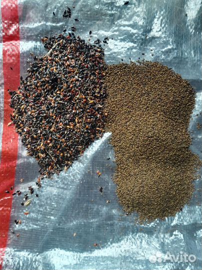 Семена суданка люцерна эспарцет разная трава