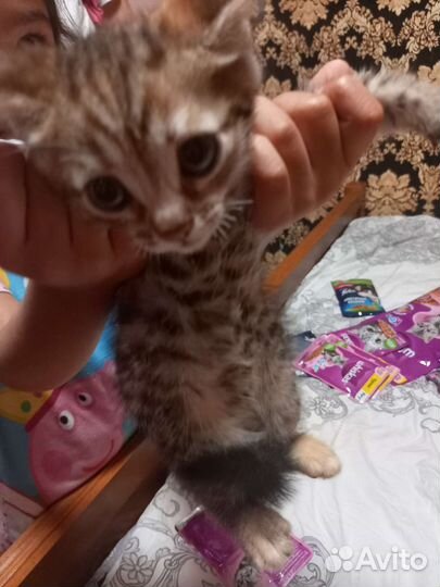 Кошка в дар бесплатно