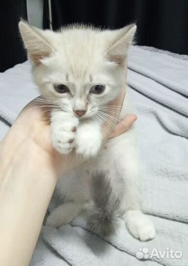 Котенок мальчик ищет дом