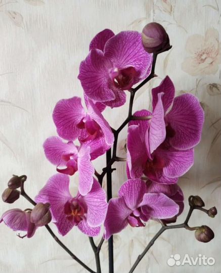 Сортовые орхидеи