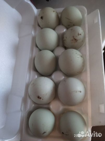 Яйцо домашнее куриное для инкубации