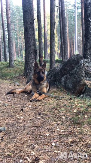 Передержка собак, животных (догситтер)