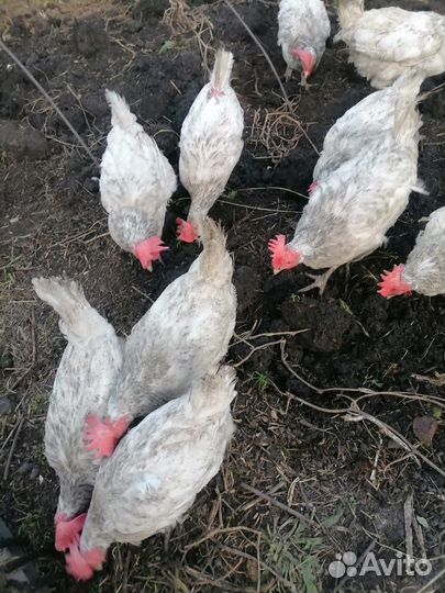 Куры несушки продам