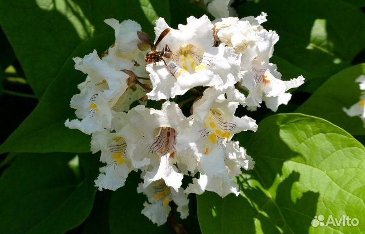 Семена катальпы прекрасной (катальпы великолепной)