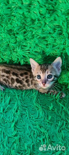 Бенгальские котята