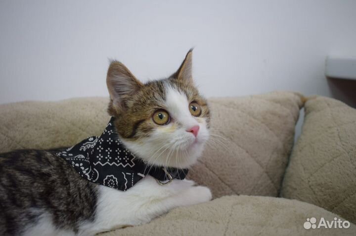 Шалун Гермес