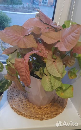 Сингониум неон пинк