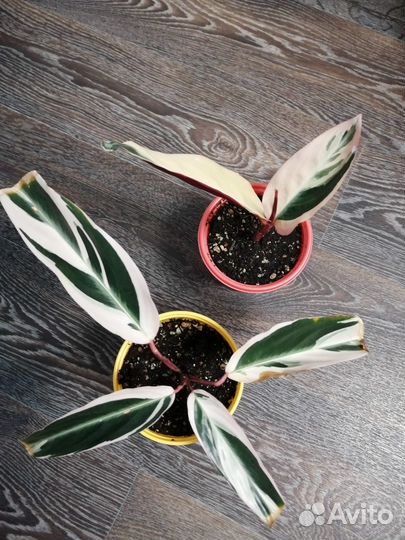 Комнатные цветы