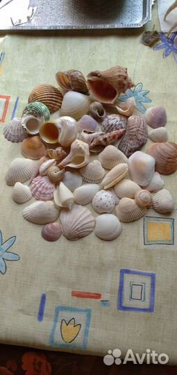Морские ракушки раковины