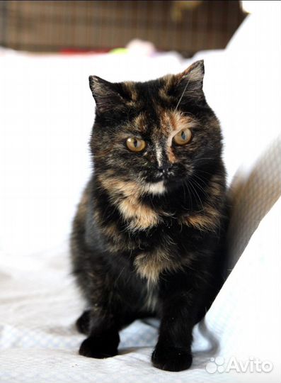 Кошечка ищет дом