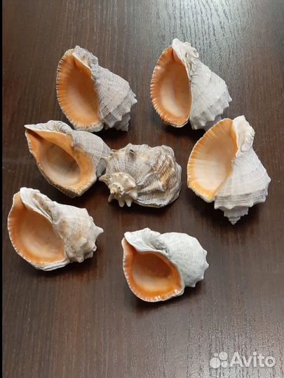 Ракушка рапан