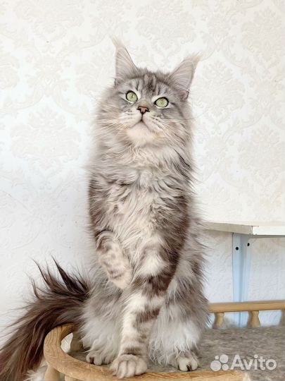 Молодой котик Мейн-кун