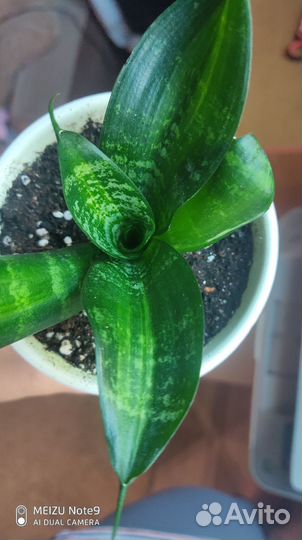 Сансевиерии