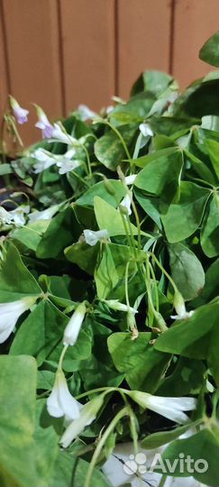 Кислица,цветок Добрый день, комнатное растение