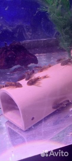 Сомики анциструсы вуалевые 3 колот