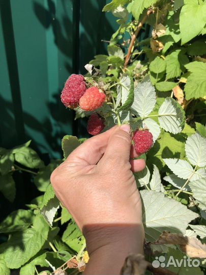 Малина красная саженцы