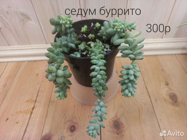 Седум моргана, седум буррито, декабрист