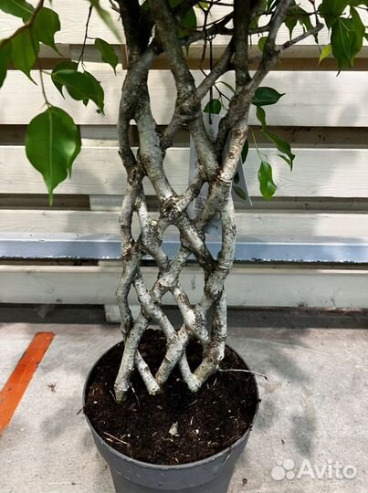 Фикус бенжамина решетка H 100 см