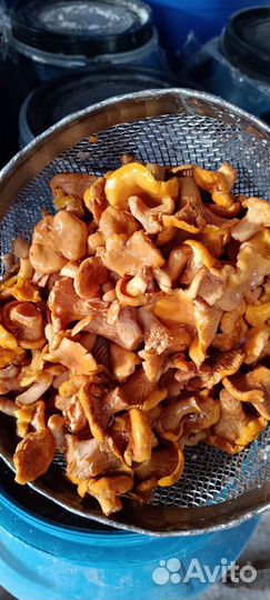 Белые грибы соленоотварные и другие