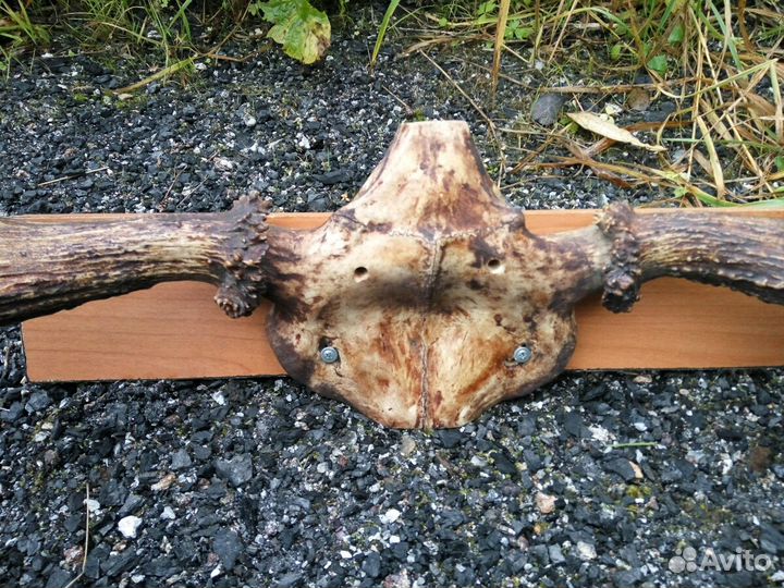 Продам рога лося