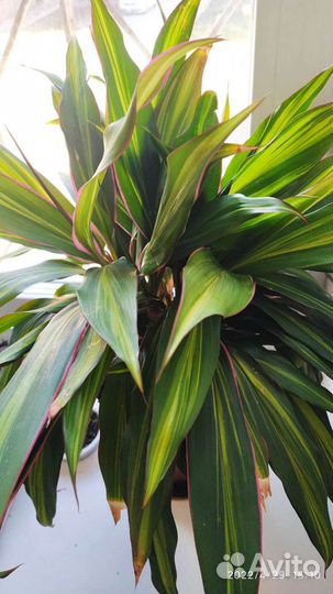 Кордилина киви домашний цветок