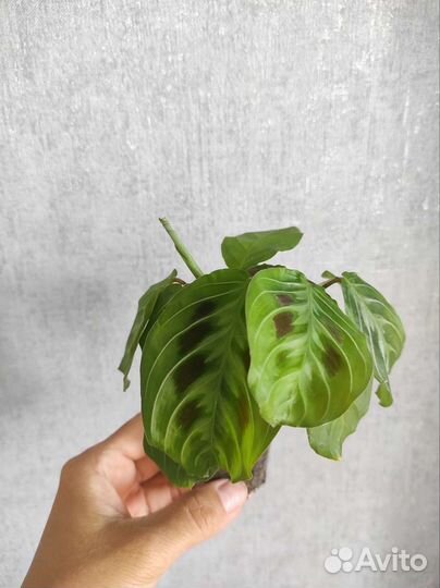 Маранта Лукенора чёрная