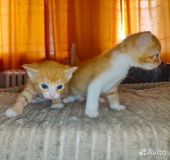 Котейки в добрые руки