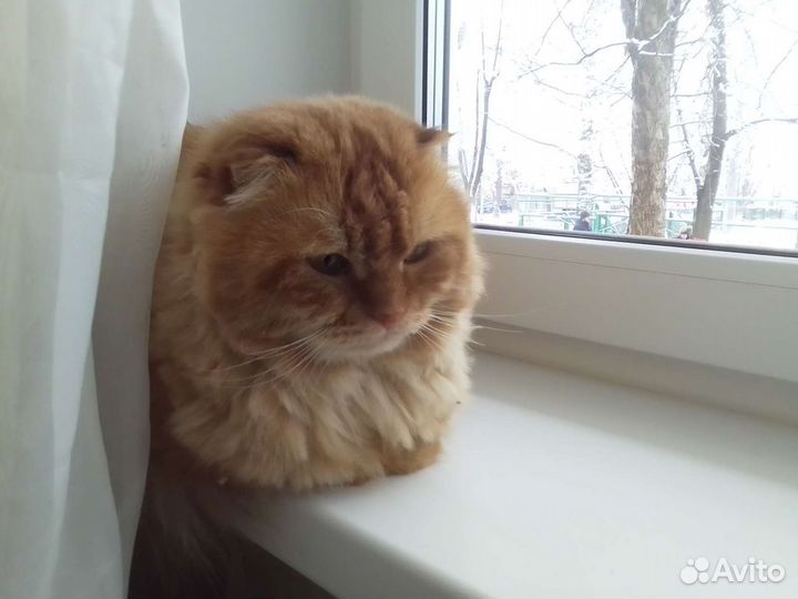 Кот в дар