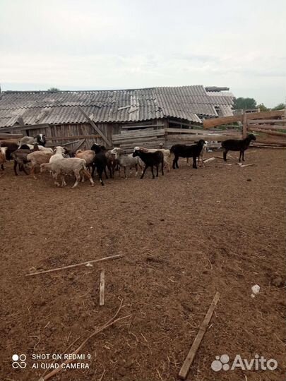 Продаются бараны
